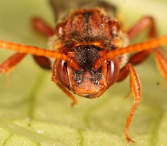 Nomada flava