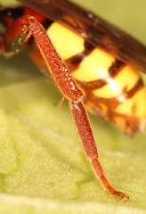 Nomada flava