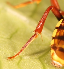 Nomada flava