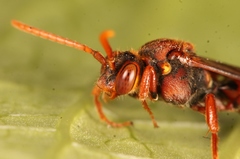 Nomada flava