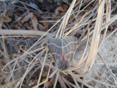 Hemileuca rubridorsa