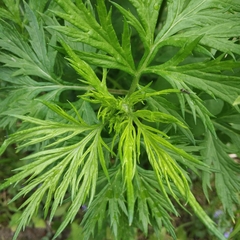 Artemisia vulgaris