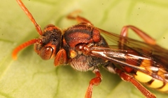 Nomada flava