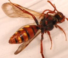 Nomada flava