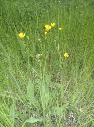 Ranunculus polyanthemos iNat (2)