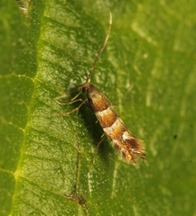 Phyllonorycter klemannella