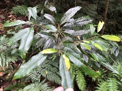 Elaeocarpus kirtonii