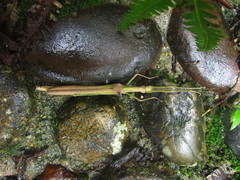 Marmessoidea bispina