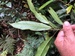 Elaeocarpus kirtonii