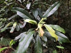 Elaeocarpus kirtonii