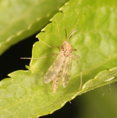 Psectrotanypus varius