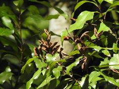 Lomatia arborescens