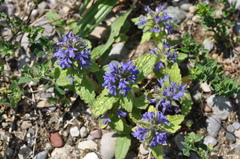Ajuga genevensis