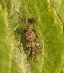 Psectrotanypus varius