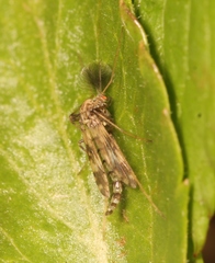Psectrotanypus varius