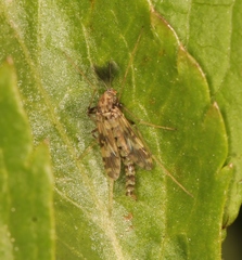 Psectrotanypus varius