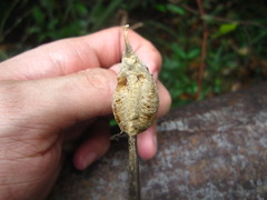 Rhombodera