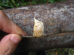Rhombodera