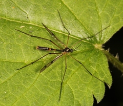 Ptychoptera lacustris