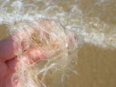 Amathia verticillata