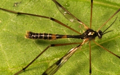 Ptychoptera lacustris