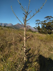 Aspalathus hirta hirta