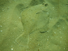 Rhombosolea tapirina