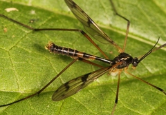 Ptychoptera lacustris