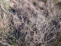 Aspalathus hirta hirta