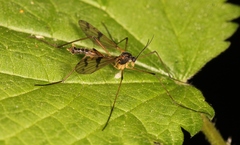 Ptychoptera lacustris