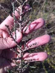 Aspalathus hirta hirta