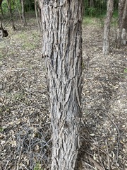 Eucalyptus resinifera