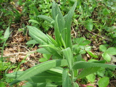 Hesperis pycnotricha