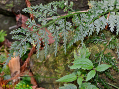 Asplenium ritoense