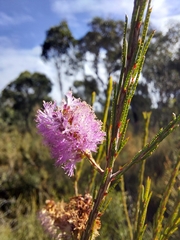 Melaleuca diosmatifolia