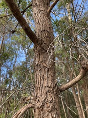 Eucalyptus resinifera