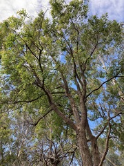 Eucalyptus resinifera