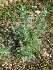 Artemisia austriaca