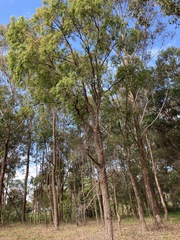 Eucalyptus resinifera