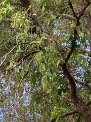 Eucalyptus resinifera