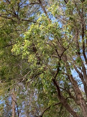 Eucalyptus resinifera