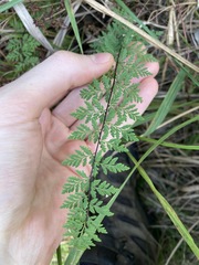 Cheilanthes sieberi sieberi