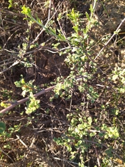 Hermannia hyssopifolia