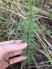 Cheilanthes sieberi sieberi