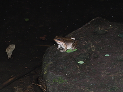 Mangven Chang's Music Frog photo 5