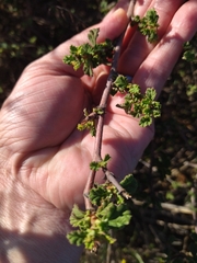 Hermannia hyssopifolia