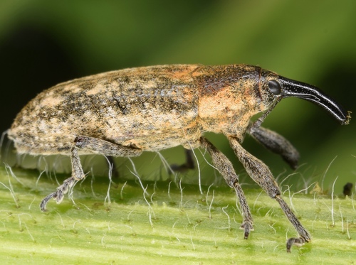 Ragweed Weevil