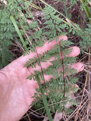 Cheilanthes sieberi sieberi