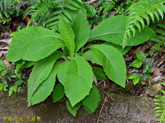 Blumea aromatica
