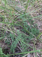 Cheilanthes sieberi sieberi
